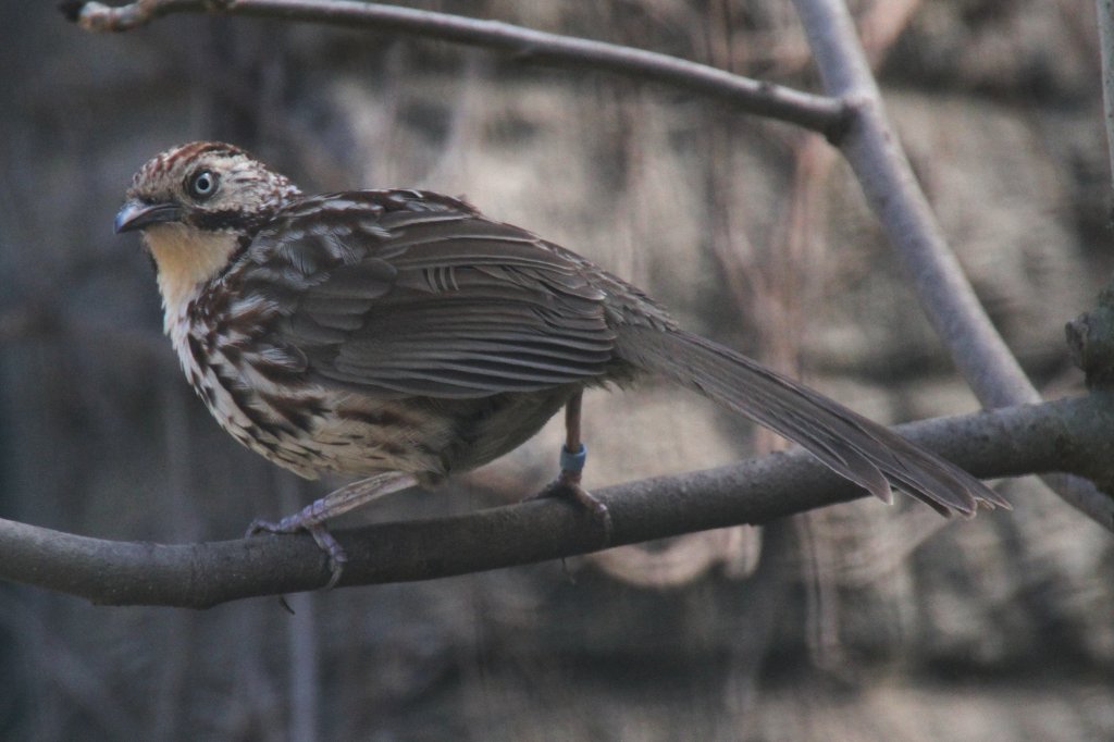 Streifenbabax oder Steifenlachdrossel (Babax lanceolatus) im Tierpark Berlin.