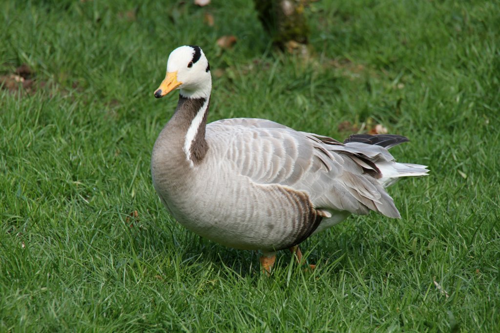 Streifengans (Anser indicus) am 14.4.2010 im Vogelpark Dielheim-Balzfeld.