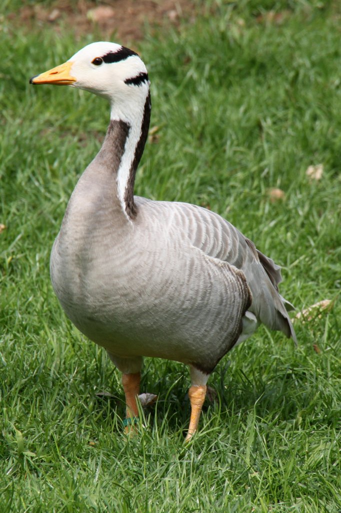 Streifengans (Anser indicus) am 14.4.2010 im Vogelpark Dielheim-Balzfeld.