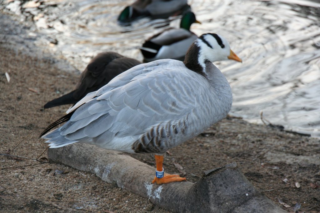 Streifengans (Anser indicus) am 7.12.2009 im Zoo Dresden. Wie der lateinische Name schon sagt, eine Feldgansart aus Indien.