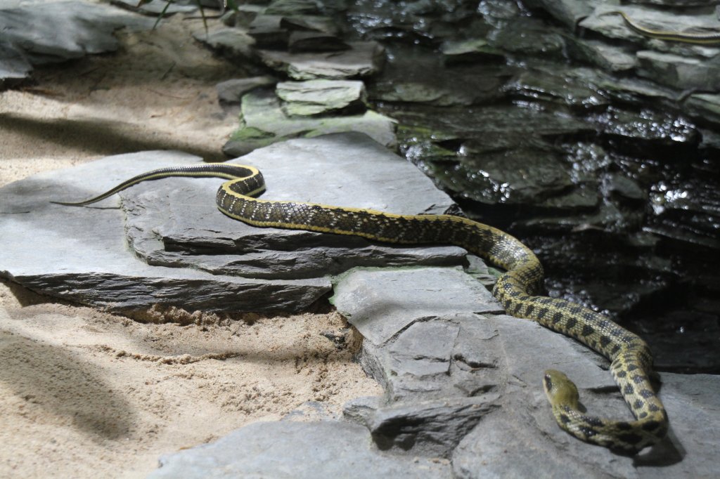 Streifenkletternatter (Elaphe taeniura) in Bewegung. Zooaquarium Berlin am 12.3.2010.