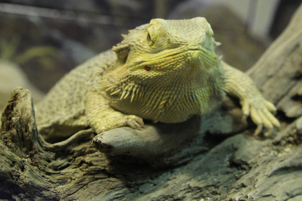 Streifenkpfige Bartagame oder Farbbartagame (Pogona vitticeps) am 25.9.2010 im Toronto Zoo.