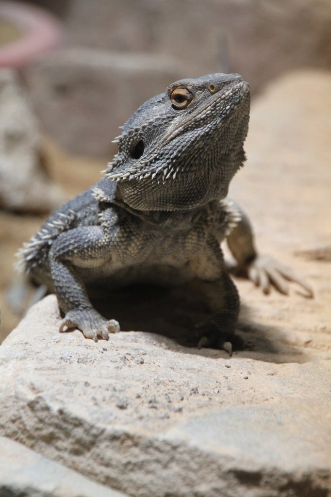 Streifenkpfige Bartagame (Pogona vitticeps) am 7.5.2010 im Exotarium Oberhof.