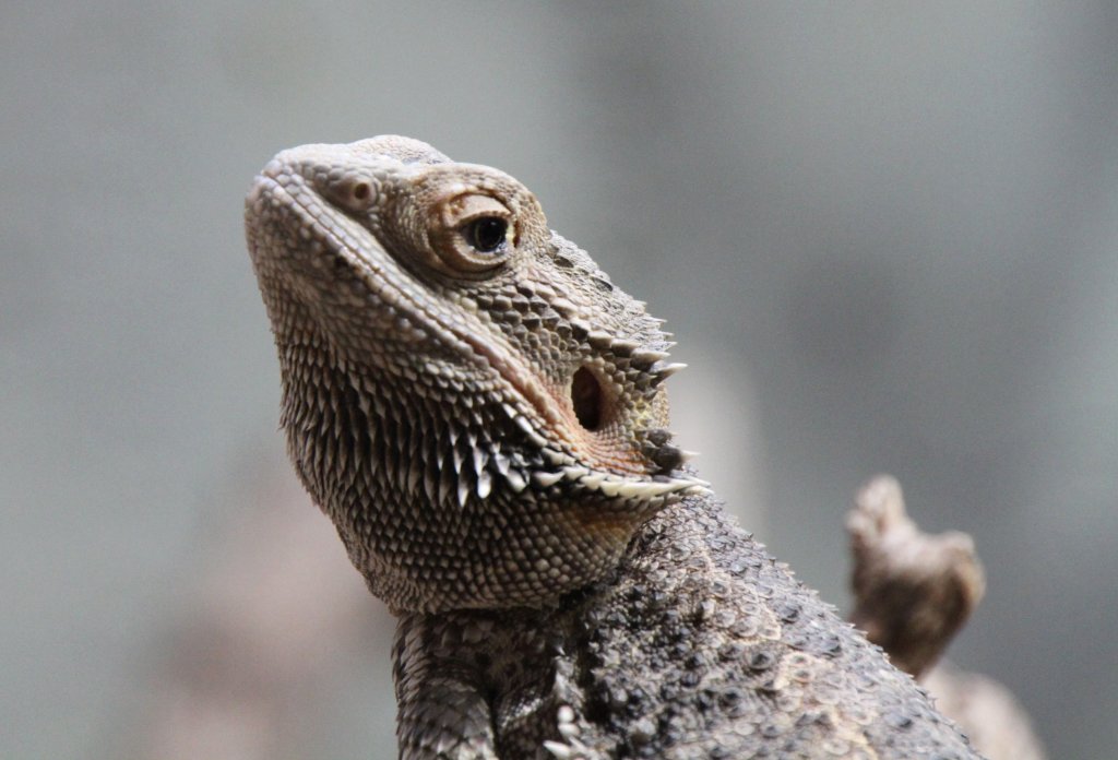 Streifenkpfige Bartagame (Pogona vitticeps) am 12.3.2010 im Zooaquarium Berlin.