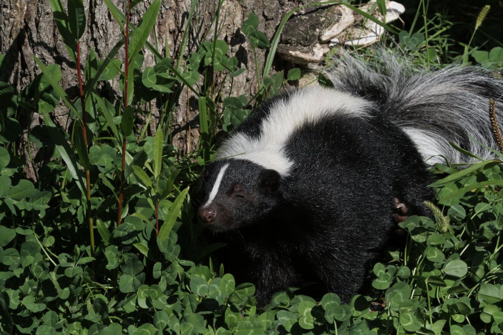 Streifenskunk (Mephitis mephitis) am 13.9.2010 im Zoo Toronto.
Hier passen die Eltern auf, dass die Kinder nicht die Tiere erschrecken.
Woanders ist es den meiten egal, was die Kinder so alles machen.