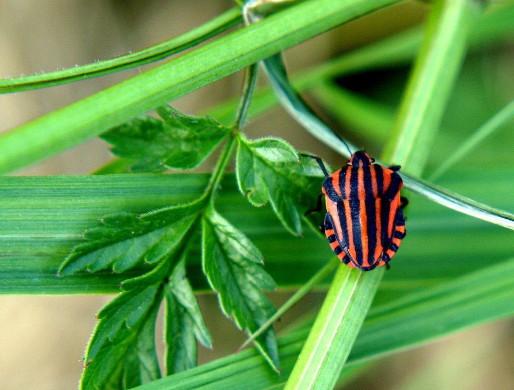 Streifenwanze(Feuerwanze, Graphosoma lineatum) 