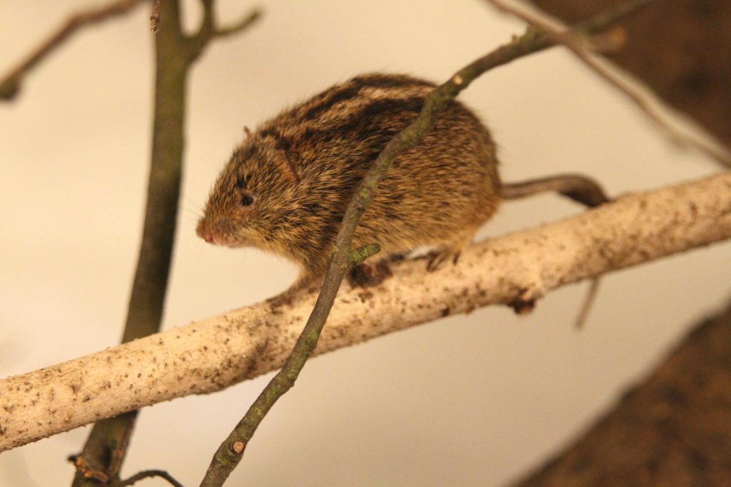 Striemengrasmaus (Rhabdomys pumilio) am 10.3.2010 im Privaten Museum in Berlin-Marienfelde.