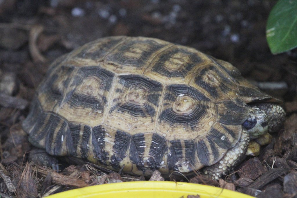 Stutz-Gelenkschildkrte (Kinixys homeana) am 25.9.2010 im Toronto Zoo.