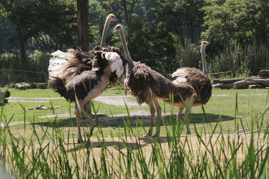 Sdafrikanische Blauhalsstrausse mit Meinungsverschiedenheiten. 27.6.2010 im Leipziger Zoo.