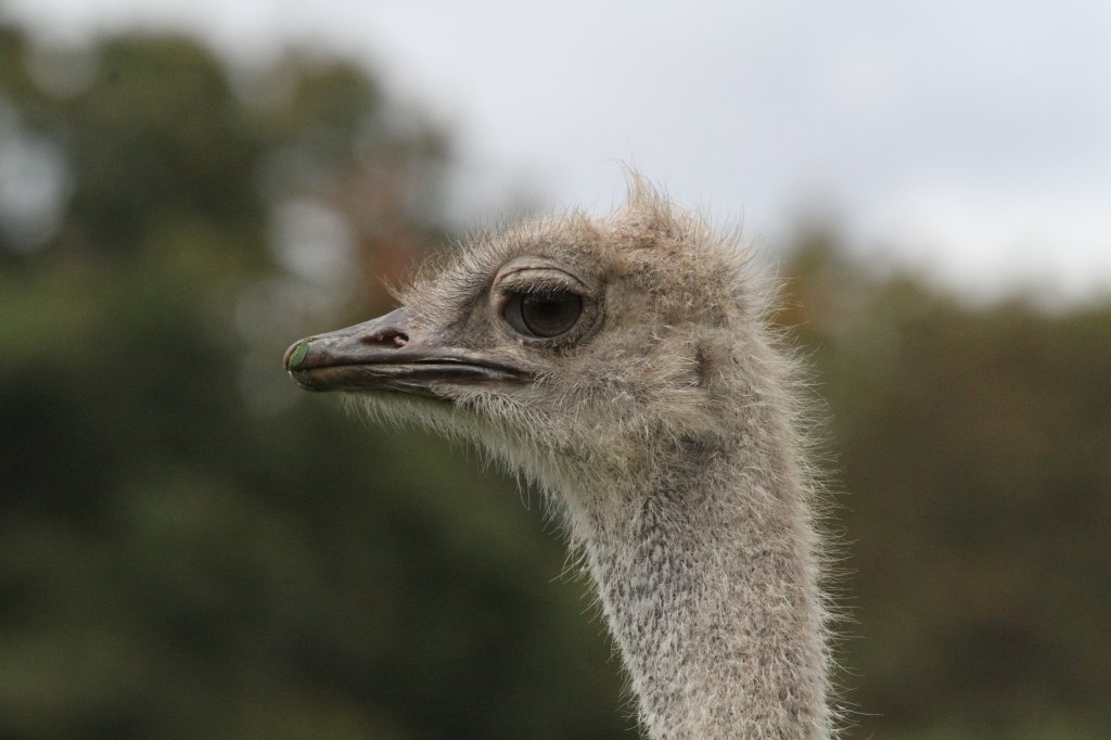 Sdafrikanische Strau (Struthio camelus australis) am 25.9.2010 im Toronto Zoo.