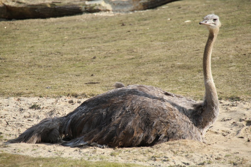 Sdafrikanischer Blaushalsstrauss (Struthio camelus australis) beim Brten am 11.3.2010 im Zoo Berlin.