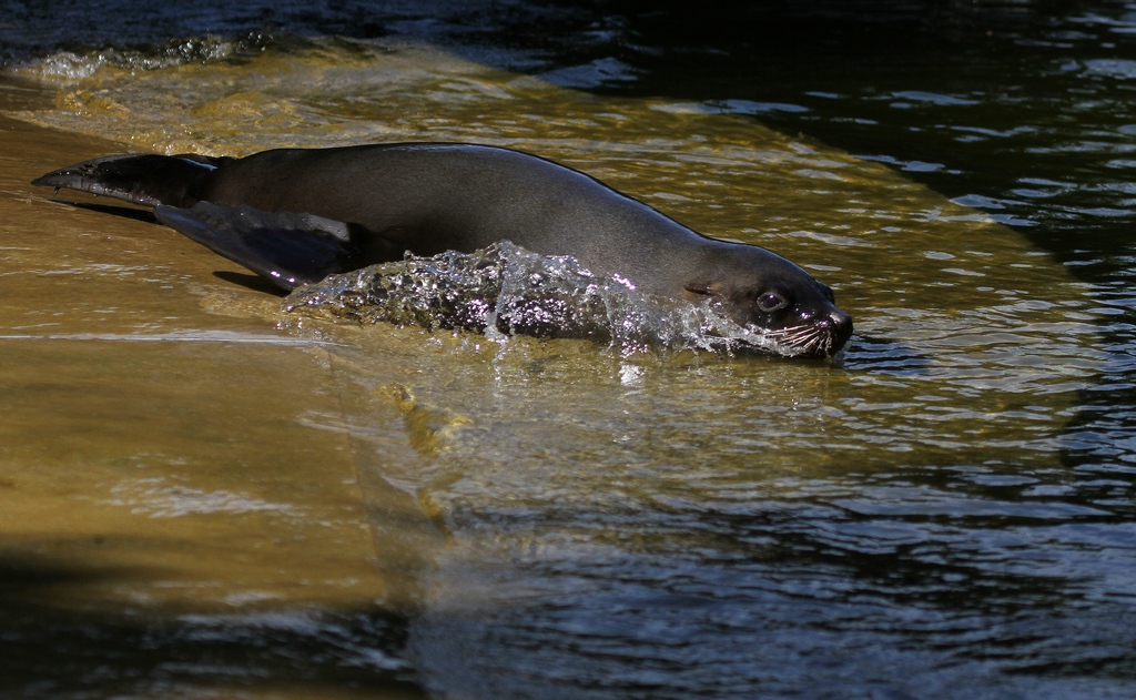 Sdafrikanischer Seebr - Zoo Berlin