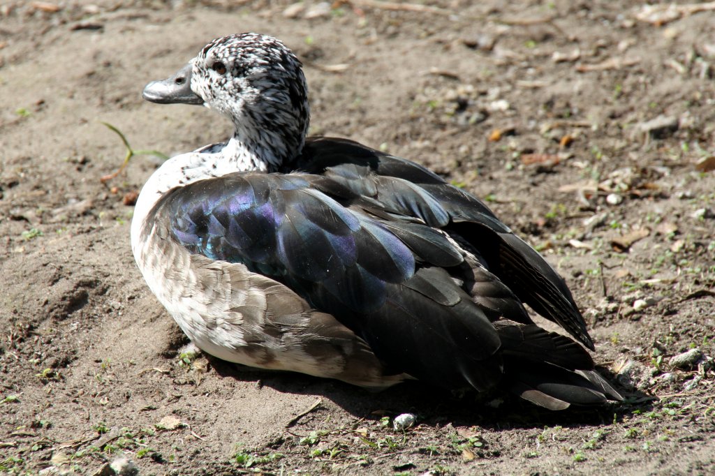 Sdamerikanische Hckerglanzgans (Sarkidiornis melanotos sylvicola) am 18.4.2010 im Tierpark Berlin.