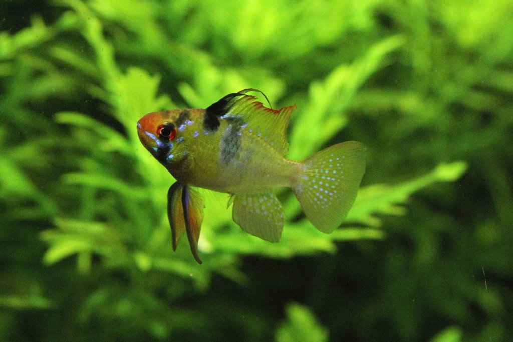 Sdamerikanischer Schmetterlingsbuntbarsch
(Mikrogeophagus ramirezi) am 19.3.2010 im Zoo Basel.
