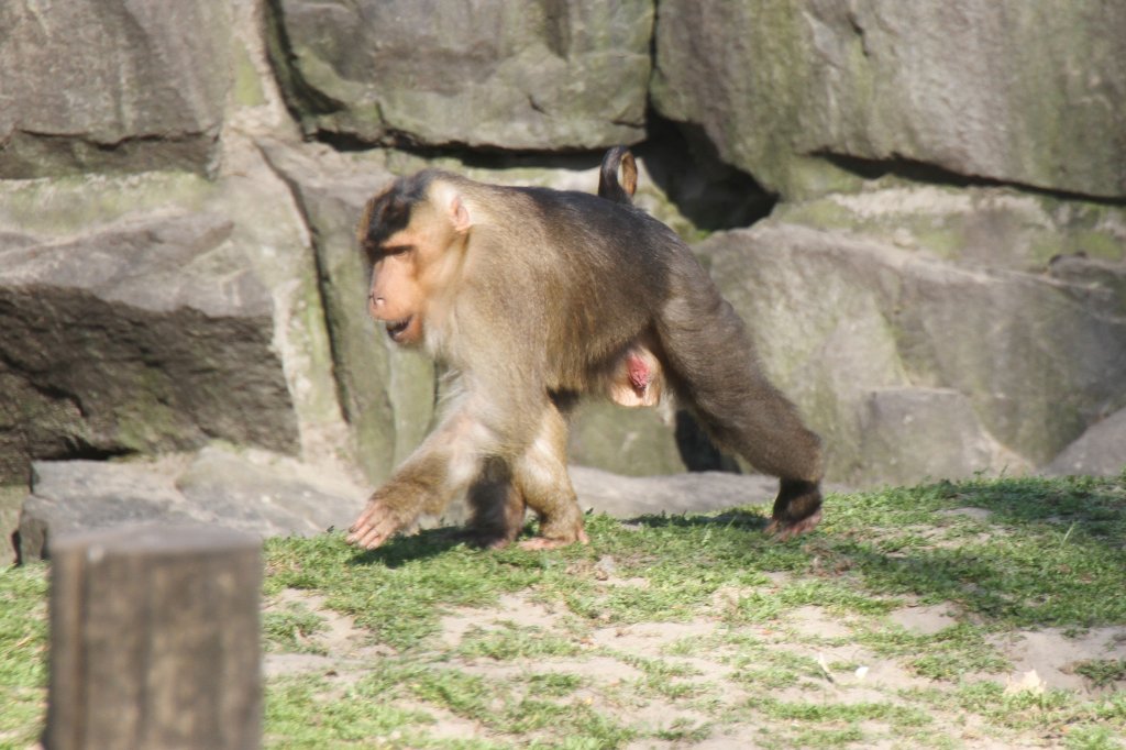 Sdliche Schweinsaffe (Macaca nemestrina) im Tierpark Berlin.