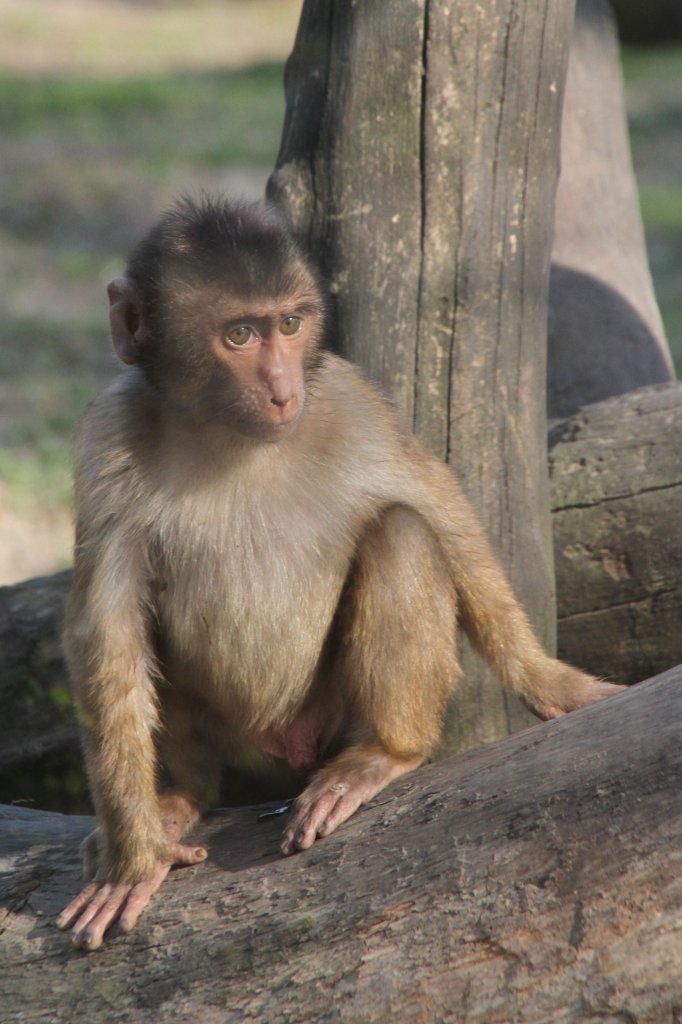 Sdliche Schweinsaffe (Macaca nemestrina) im Tierpark Berlin.