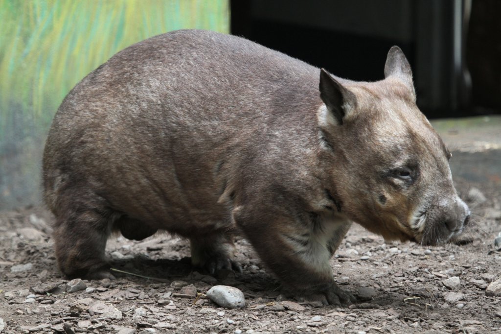 Sdlicher Haarnasenwombat (Lasiorhinus latifrons) am 25.9.2010 im Toronto Zoo.