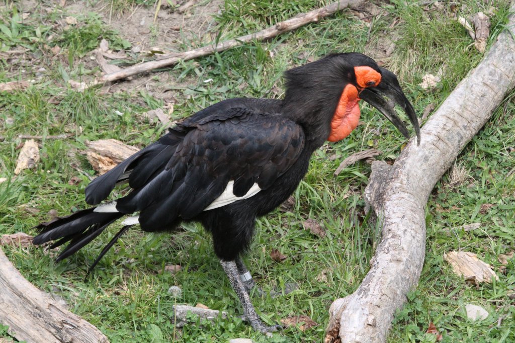 Sdlicher Hornrabe (Bucorvus leadbeateri) am 25.9.2010 im Toronto Zoo.