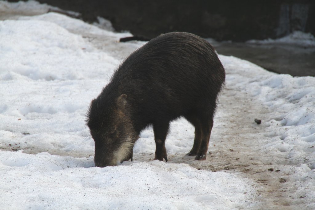 Südliches Weißbartpekari oder auch Südliches Bisamschwein (Tayassu pecari pecari) sucht im Schnee nach etwas fressbarem. Zoo Berlin am 25.2.2010.