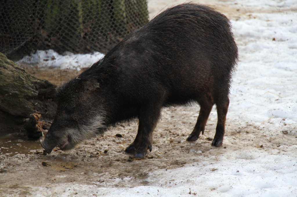 Sdliches Weibartpekari oder auch Sdliches Bisamschwein (Tayassu pecari pecari) untersucht im Schnee die Hinterlassenschaften eines Artgenossen. Zoo Berlin am 25.2.2010.
