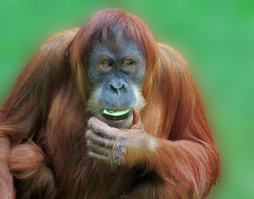 Sumatra-Orang-Utan