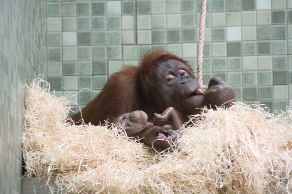 Sumatra-Orang-Utan Familie (Pongo abelii) am 25.2.2010 im Zoo Berlin.