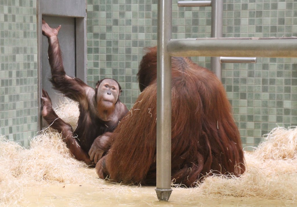 Sumatra-Orang-Utan (Pongo pygmaeus abelii) am 11.3.2010 im Zoo Berlin.