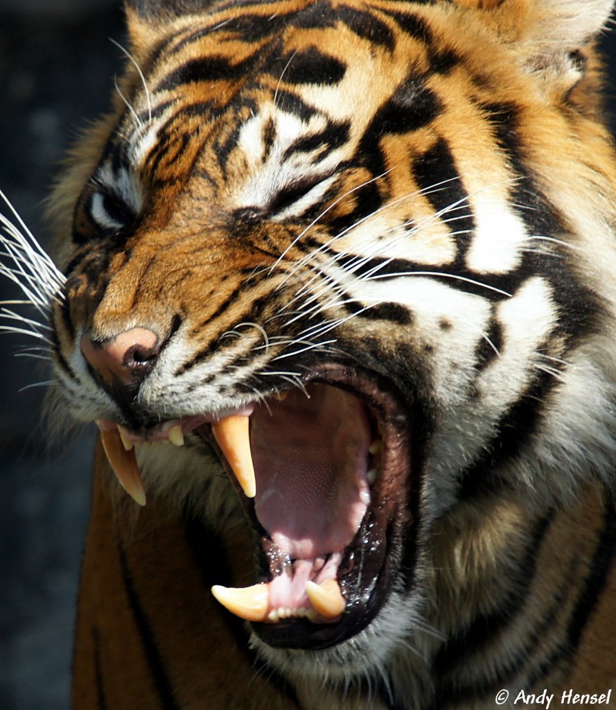 Ein weißer Bengalischer Tiger im Filmtierpark Eschede - Tier-fotos.eu