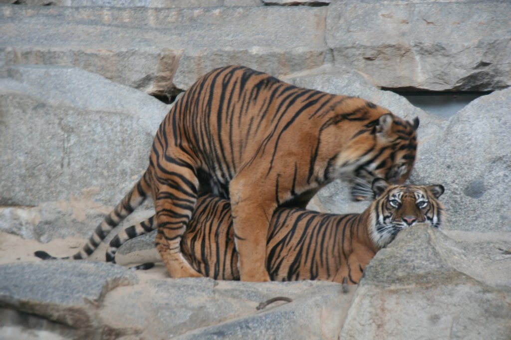 Sumatra-Tiger beim Poppen. 13.12.2009 Tierpark Berlin.