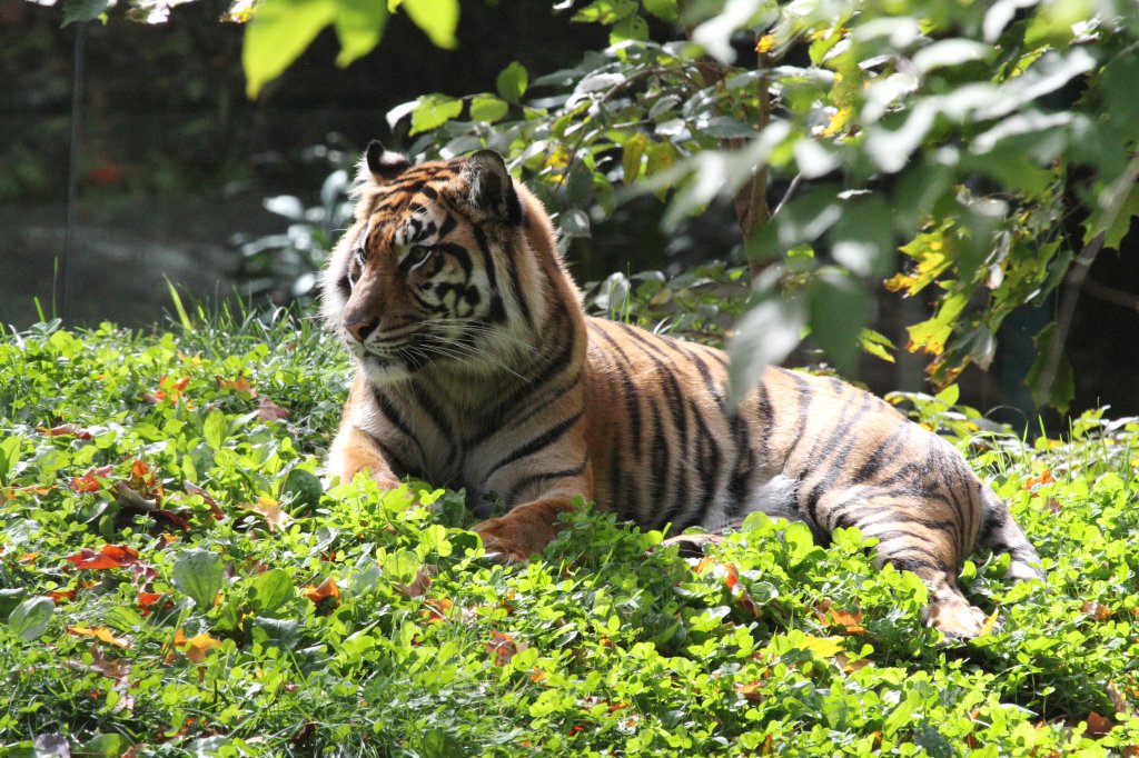 Sumatra Tiger (Panthera tigris sumatrae) am 25.9.2010 im Toronto Zoo.