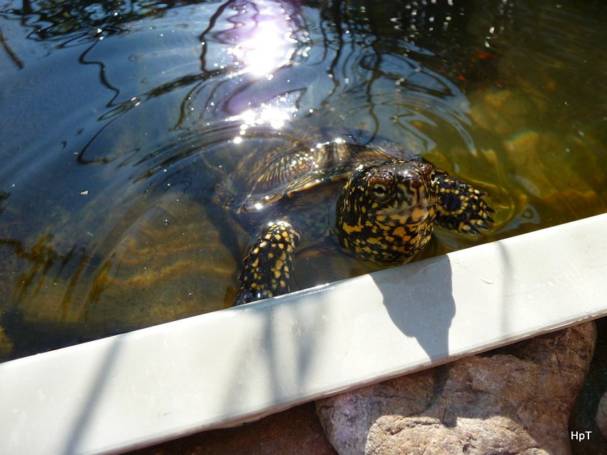 Sumpfschildkrte am Beckenrand am warten auf Futter am 30.08.2008