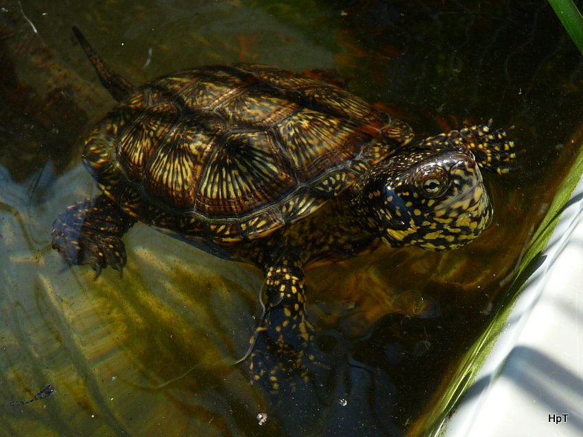 Sumpfschildkrte am warten aufs Futter am 30.08.2008