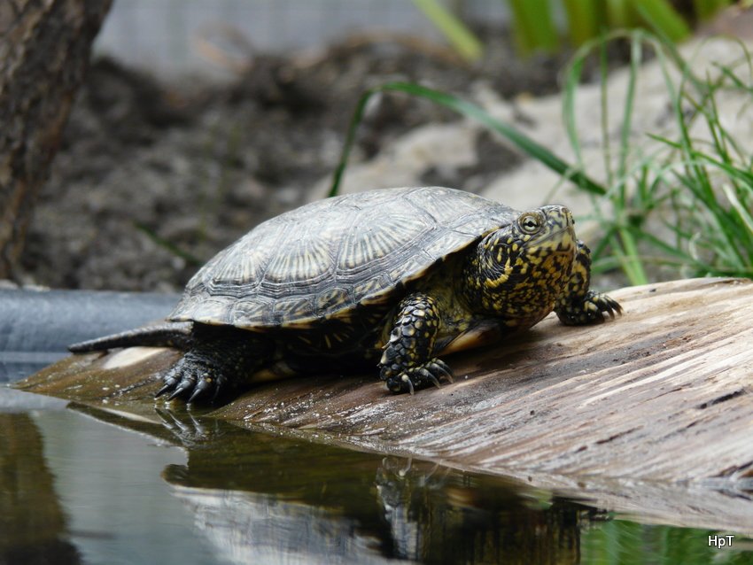 Sumpfschildkrte beim Sonnenbad am 30.08.2008