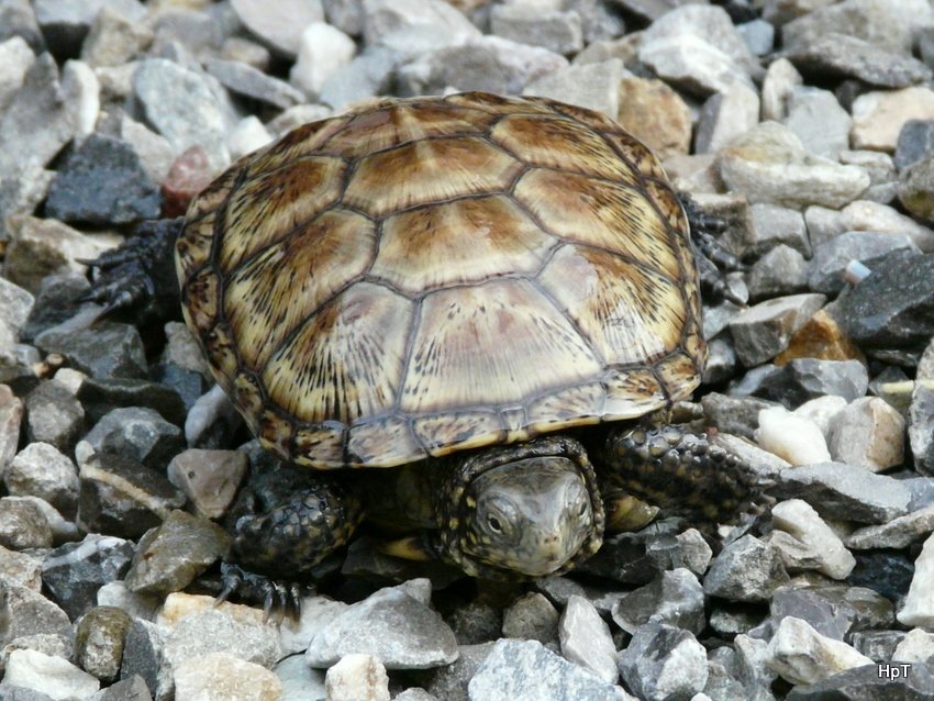 Sumpfschildkrte unterwegs zum Wasser am 23.05.2008