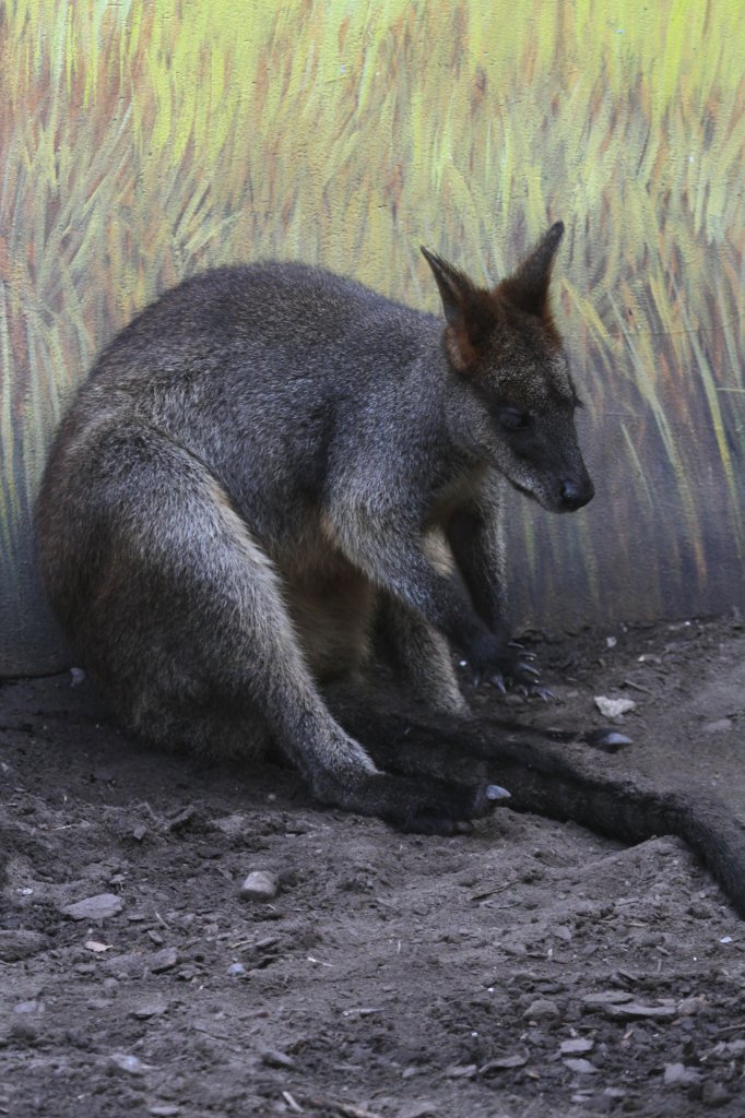 Sumpfwallaby (Wallabia bicolor) am 13.9.2010 im Zoo Toronto.