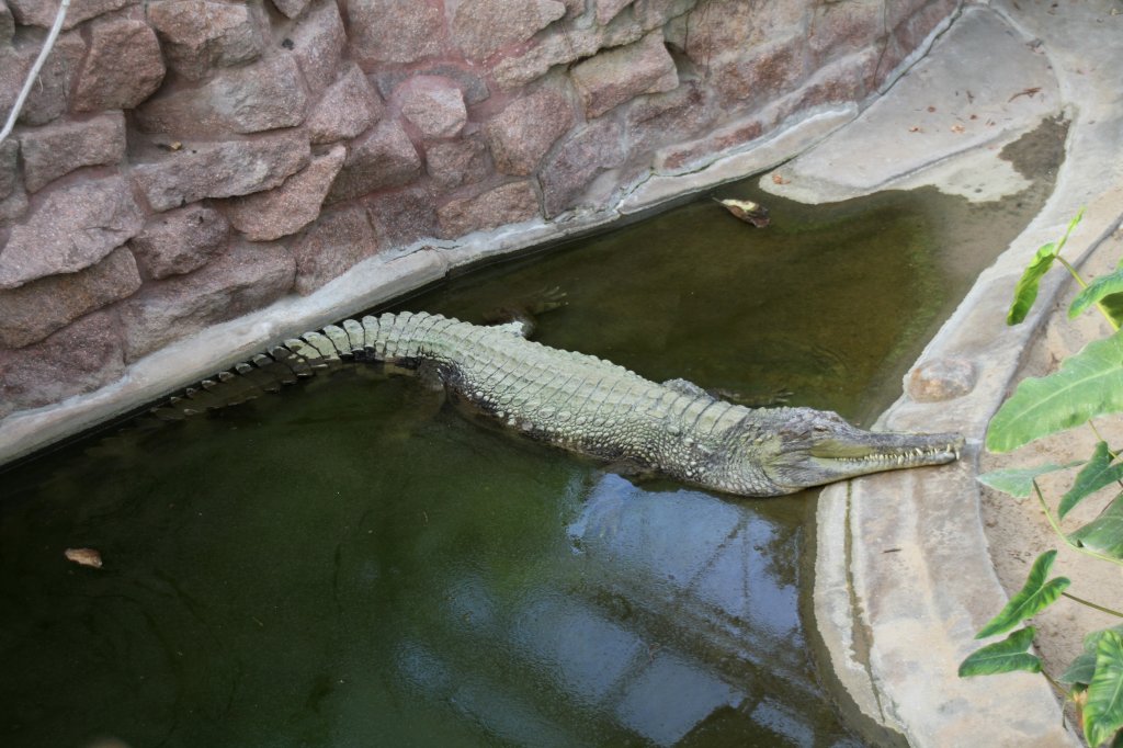 Sunda-Gavial (Tomistoma schlegelii) am 18.4.2010 im Tierpark Berlin.