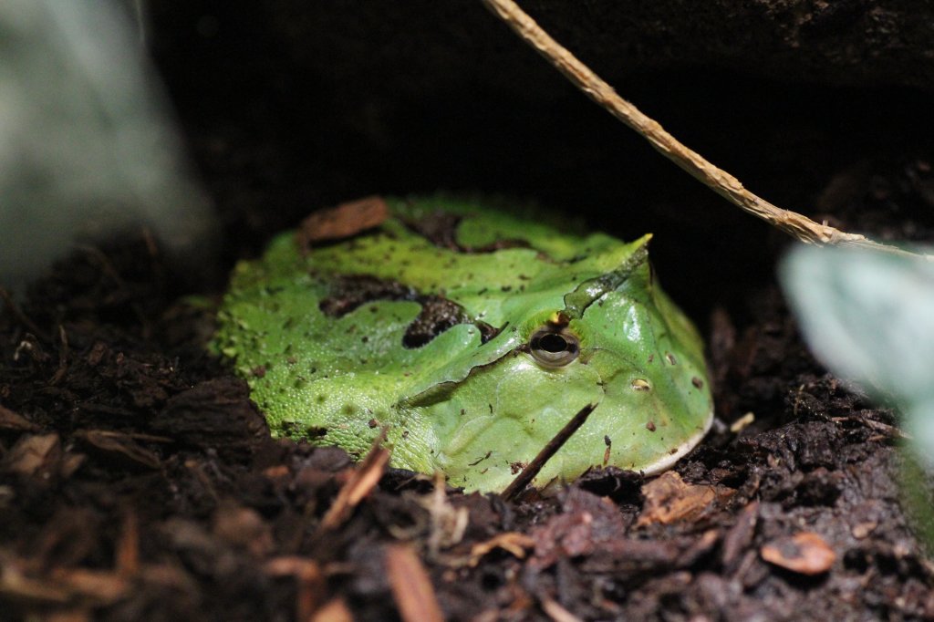 Surinam- oder Gemalter Hornfrosch (Ceratophrys cornuta) am 9.2.2010 im Vivarium Karlsruhe.