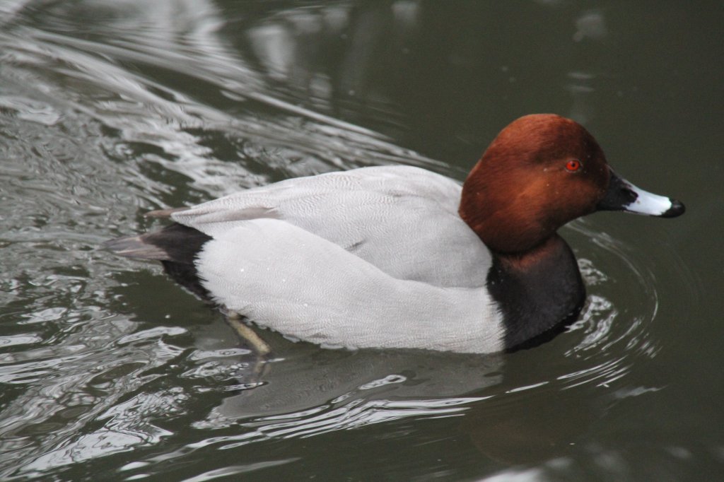 Tafelente (Aythya ferina) am 9.2.2010 im Zoo Karlsruhe.