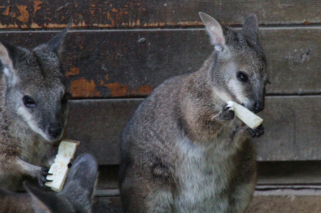 Tammarwallaby (Macropus eugenii) am 26.4.2010 im Leipziger Zoo.
 
