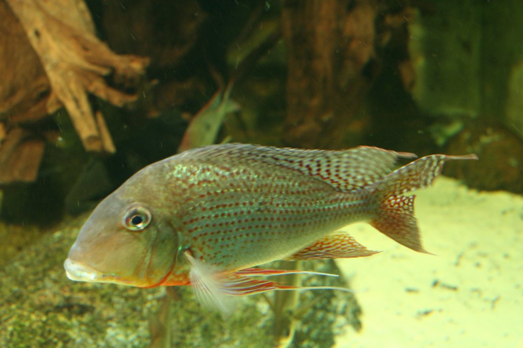 Tapajos-Erdfresser Mnnchen (Geophagus altifrons) am 12.12.2009 im Zoo-Aquarium Berlin.