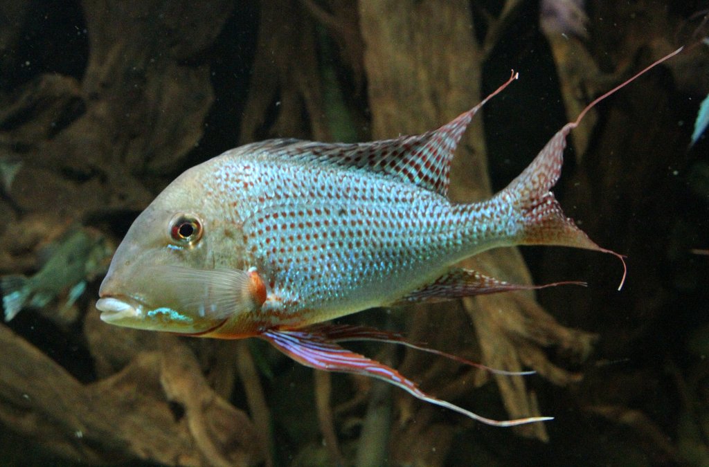 Tapajos-Erdfresser Mnnchen (Geophagus altifrons) am 12.3.2010 im Zooaquarium Berlin.