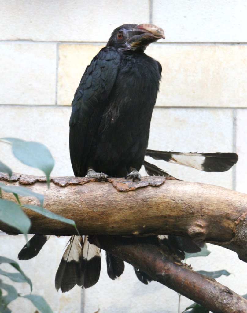 Tariktik-Hornvogel (Penelopides panini) am 25.2.2010 im Zoo Berlin.