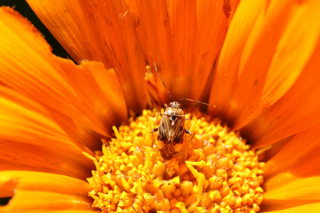 Tarnished plant bug (Lygus lineolaris) am 20.9.2010 in Iroquois Falls.