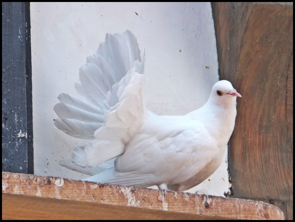 Taube auf der Wartburg am 12.07.2013