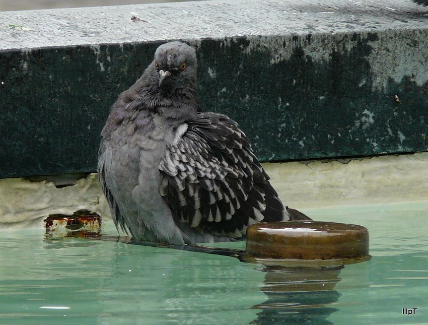 Taube beim Baden in einem Brunnen in Basel am 08.04.2009