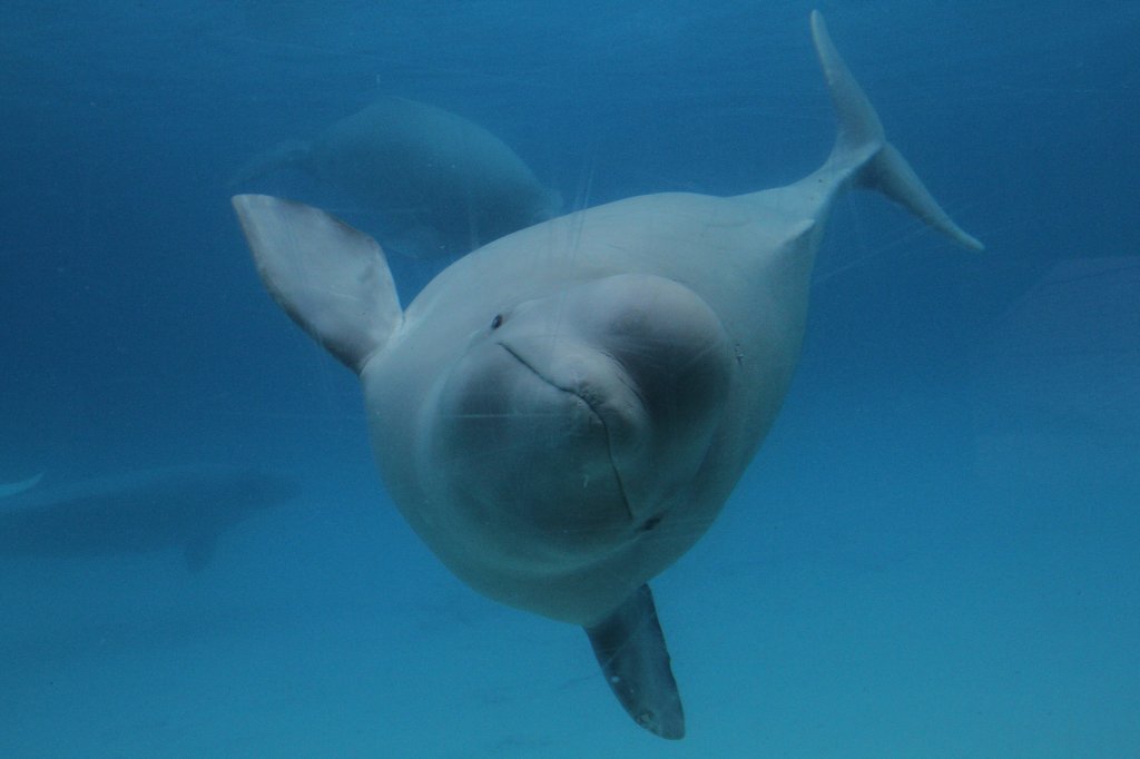 Tauchender Weiwal (Delphinapterus leucas) am 3.10.2010 im Marineland in Niagara Falls,ON.