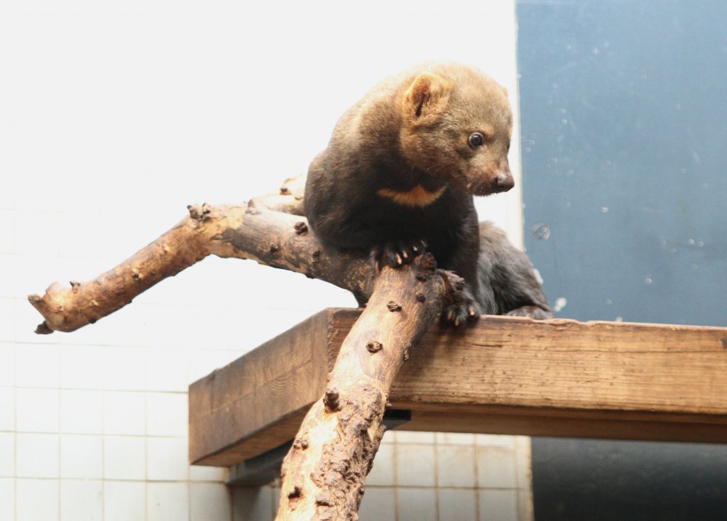 Tayra oder Hyrare (Eira barbara) am 10.3.2010 im Zoo Berlin.