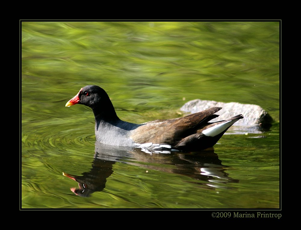 Teichralle oder Teichhuhn (Gallinula chloropus) - Fotografiert im Kaisergarten Oberhausen