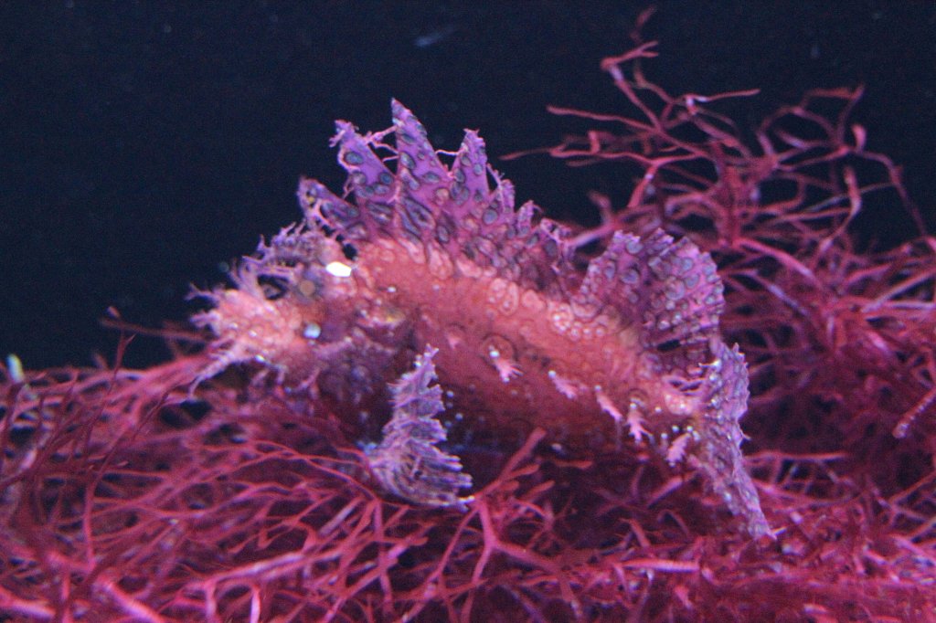 Tentakel-Drachenkopf auch Schluckspecht(Rhinopias frondosa) am 12.3.2010 im Zooaquarium Berlin.