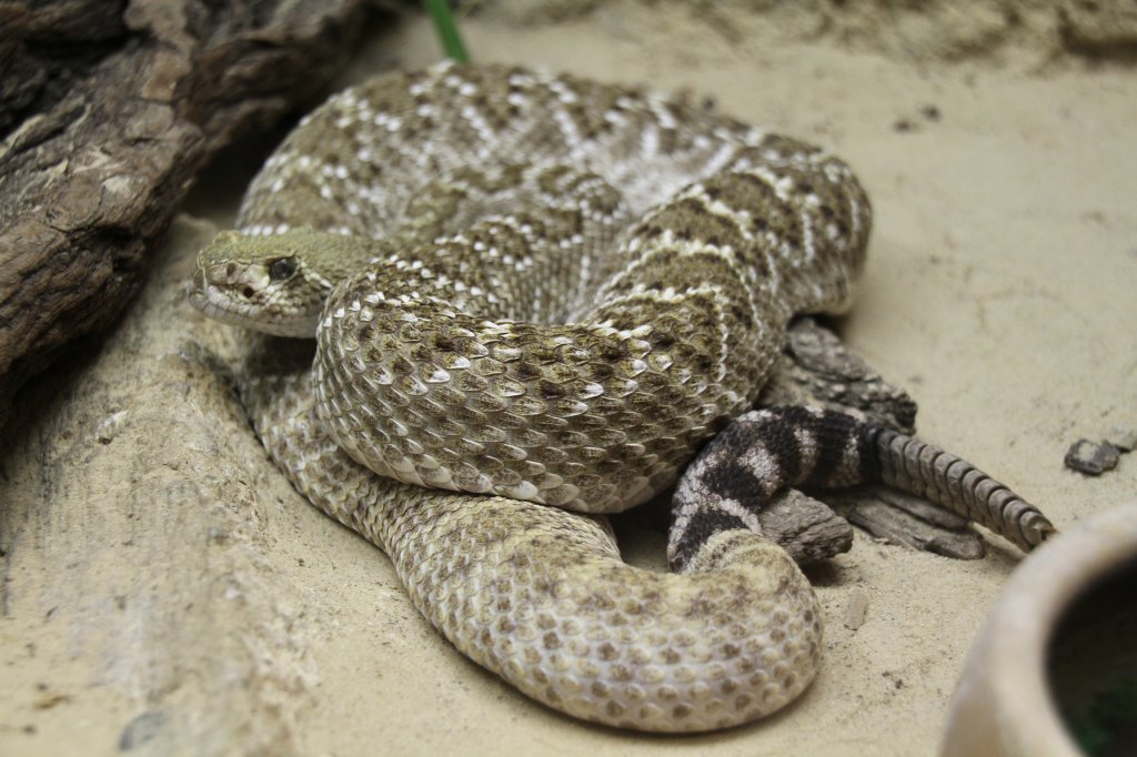 Texas-Klapperschlange (Crotalus atrox) im Tierpark Berlin.